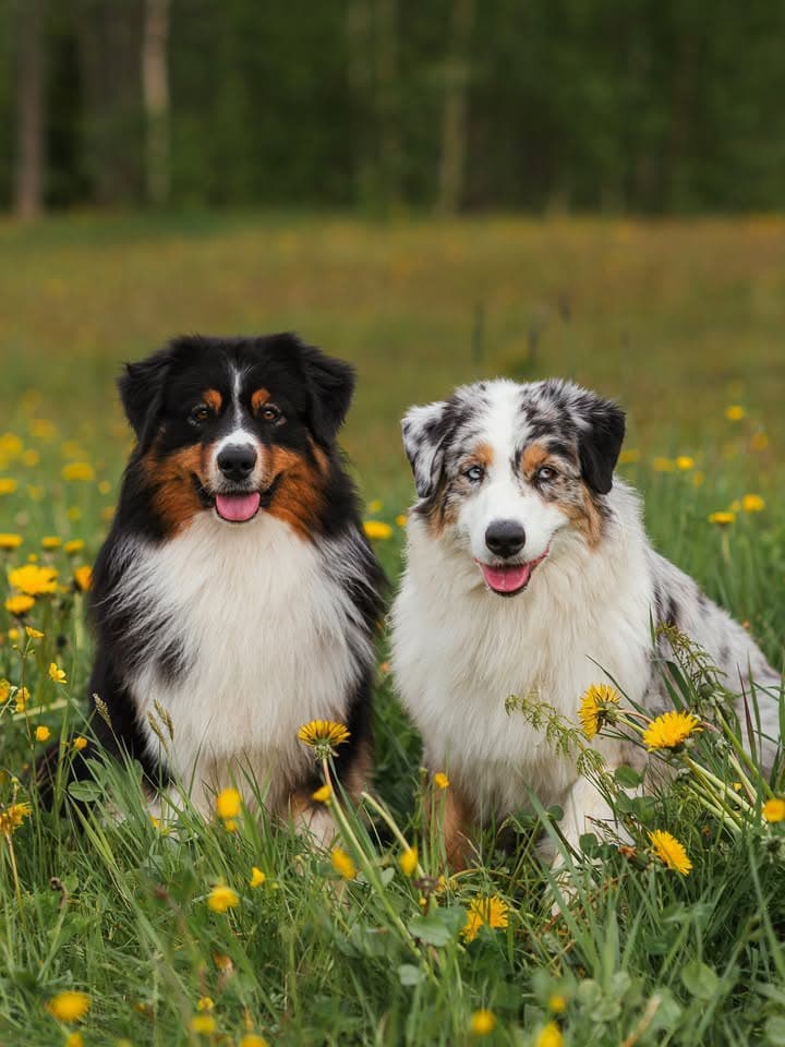 Exceptional Aussie Shepherds - Our Australian Shepherds